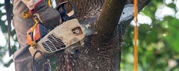 Best Emergency Tree Removal  in Hudson, FL